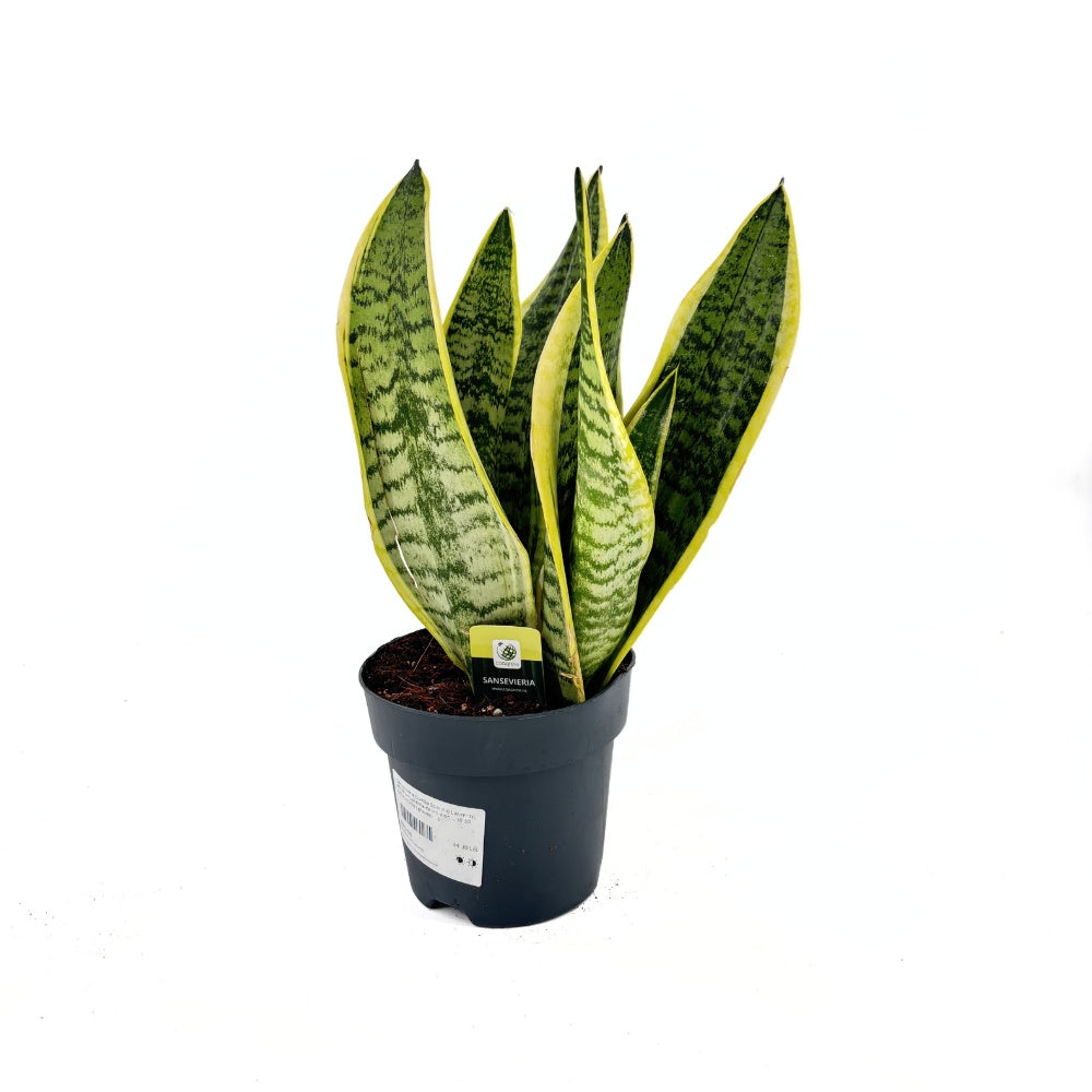 Sansevieria (Limba Soacrei) Laurentii, 40 cm, planta de interior purificatoare de aer, frunze verzi cu margini galbene elegante, ingrijire foatre usoara