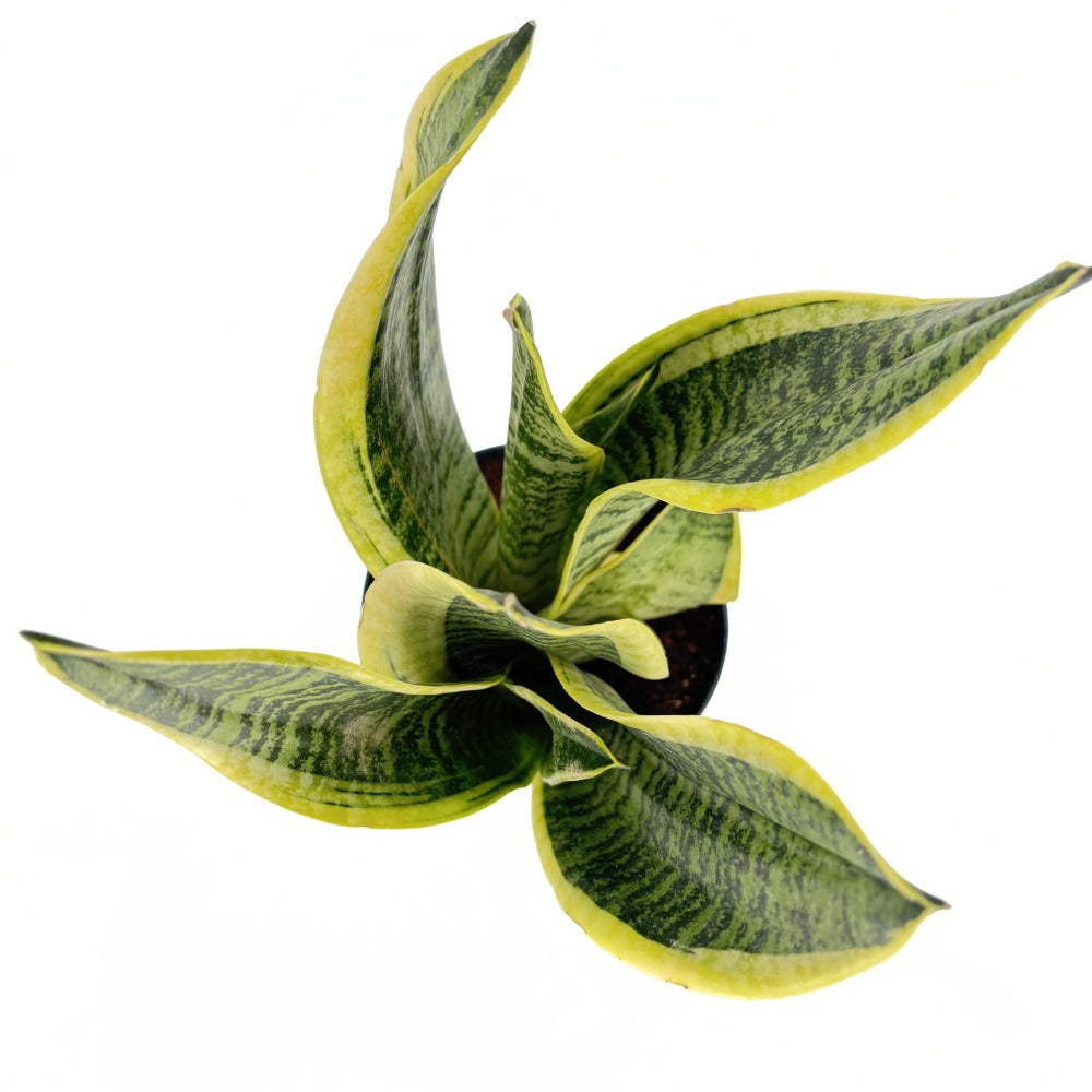 Sansevieria (Limba Soacrei) Laurentii, 40 cm, planta de interior purificatoare de aer, frunze verzi cu margini galbene elegante, ingrijire foatre usoara