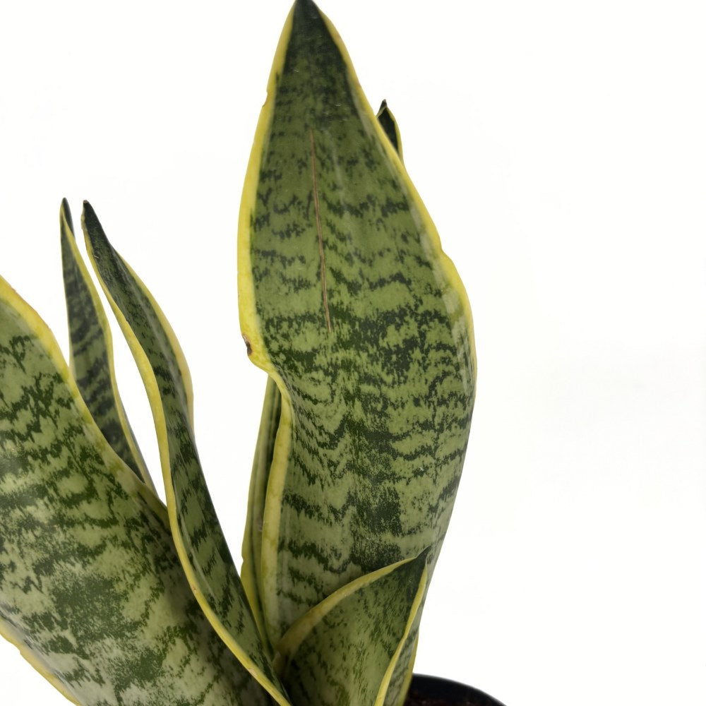 Sansevieria (Limba Soacrei) Laurentii, 40 cm, planta de interior purificatoare de aer, frunze verzi cu margini galbene elegante, ingrijire foatre usoara