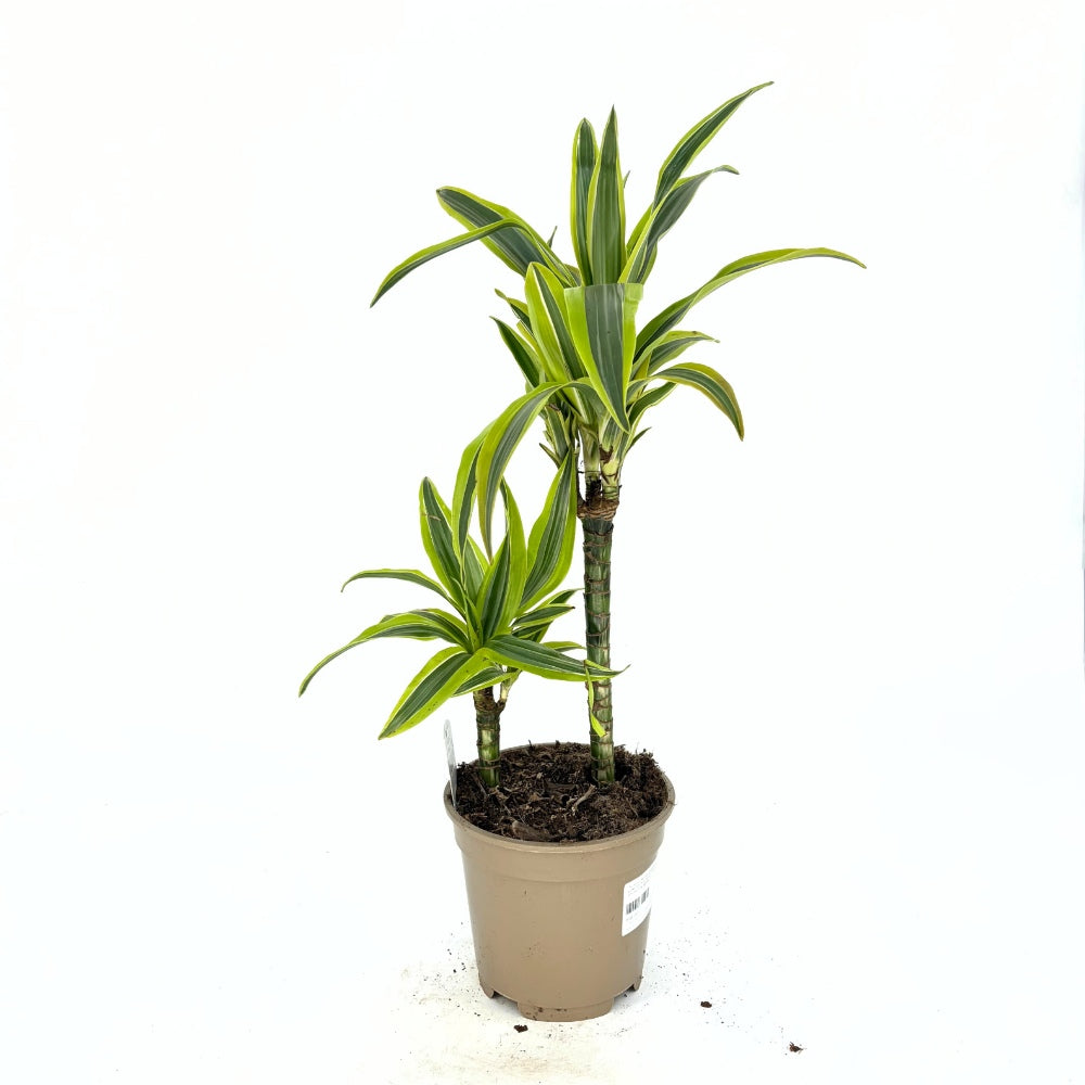 Trunchiul Fericirii (Dracena) Marginata, 75 cm, 2 Tulpini (30-15 cm)