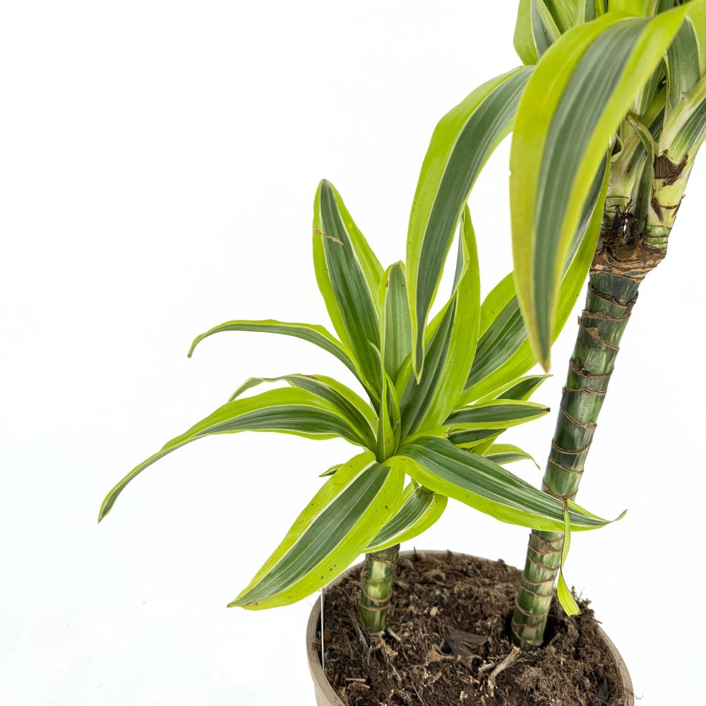 Trunchiul Fericirii (Dracena) Marginata, 75 cm, 2 Tulpini (30-15 cm)