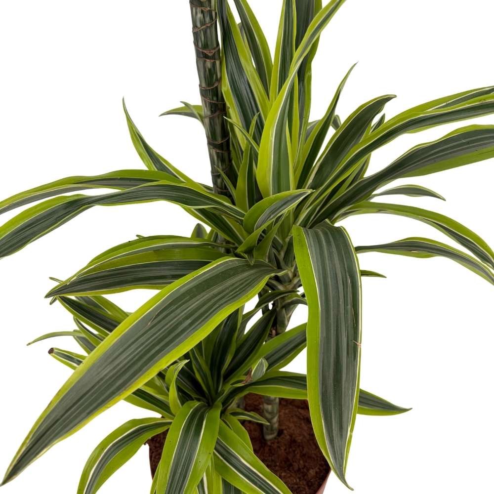 Trunchiul Fericirii (Dracena) Lemon Lime, planta de apartament decorativa cu frunze verzi galbene, 3 Tulpini - 110/115 cm