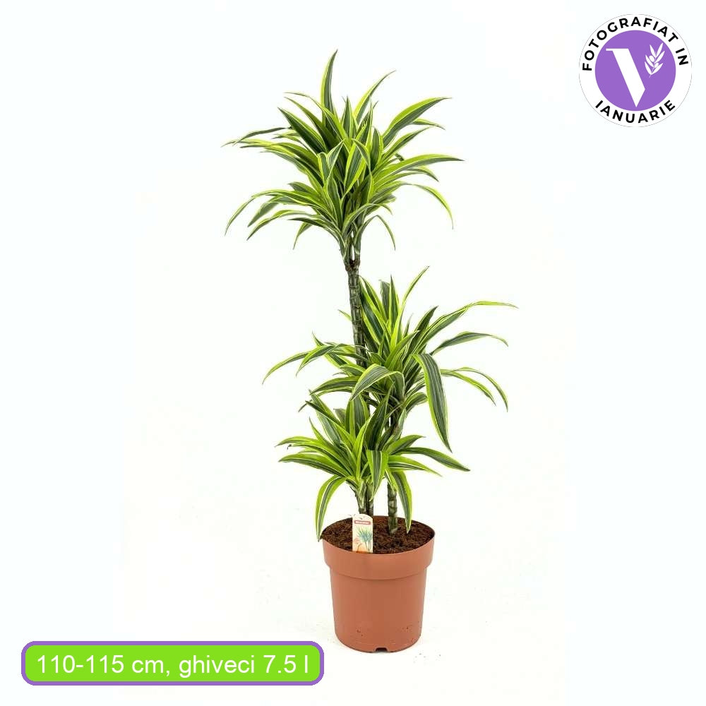 Trunchiul Fericirii (Dracena) Lemon Lime, 85 cm, planta de apartament decorativa cu frunze verzi galbene, 2 Tulpini