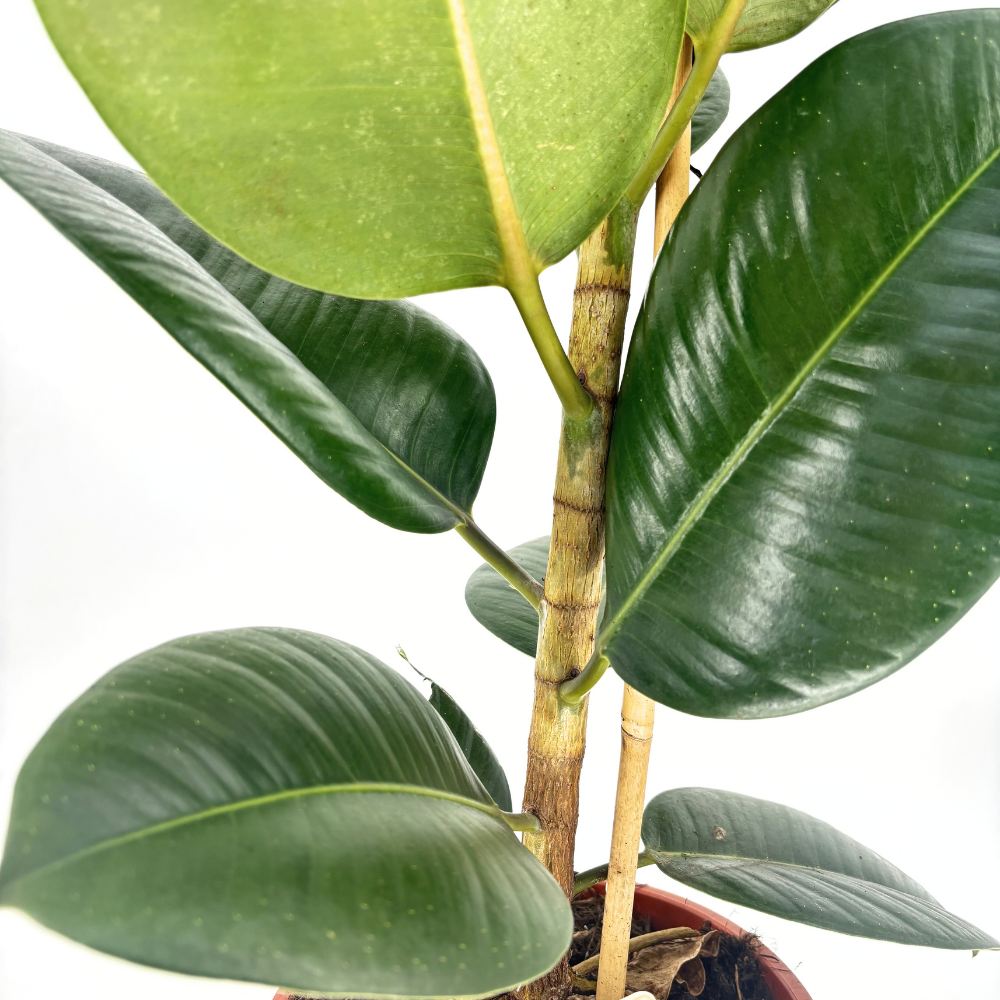 Arbore de Cauciuc (Ficus Robusta), 110-120 cm, planta de interior cu frunze mari ovale, lucioase, usor de intretinut, purificatoare de aer