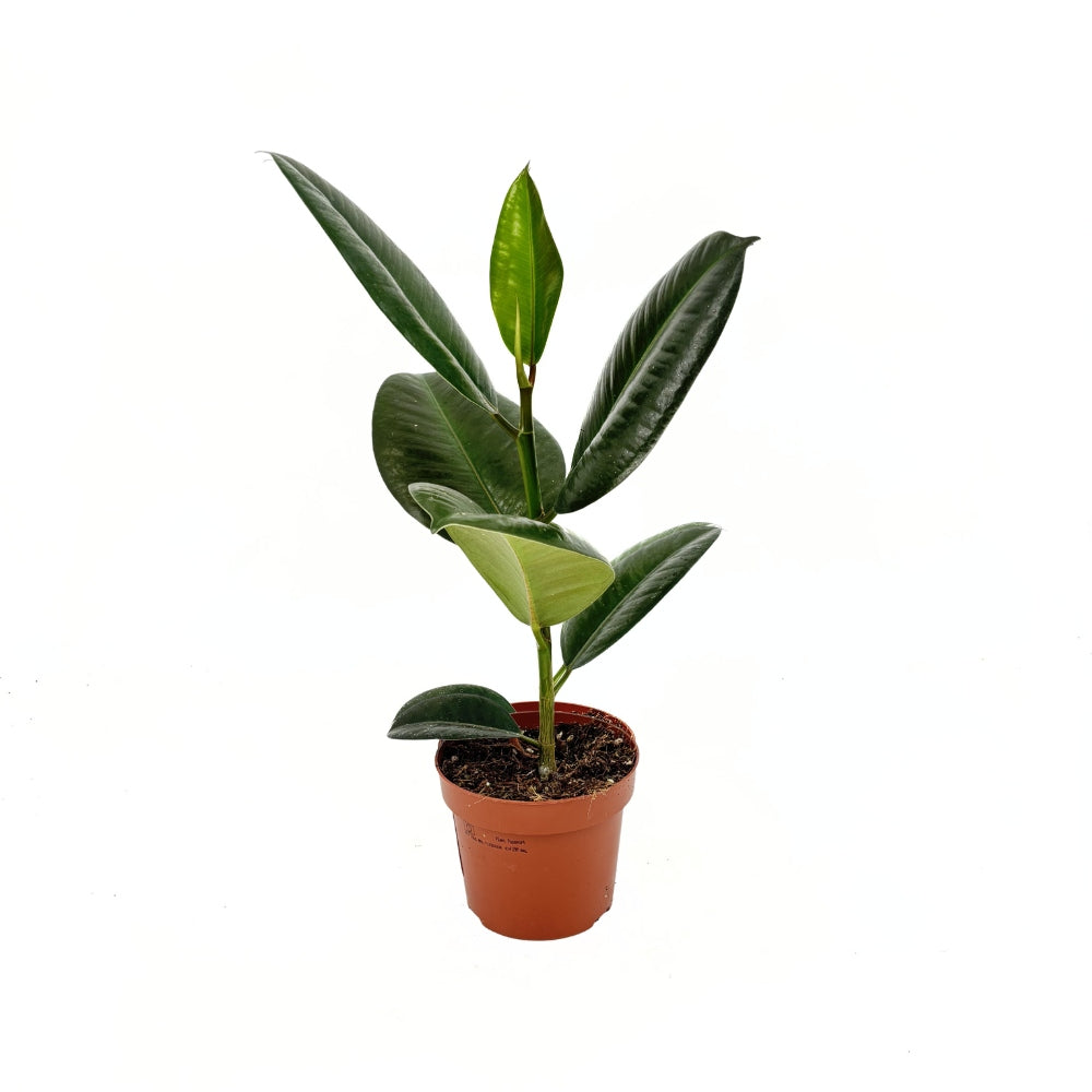 Arbore de Cauciuc (Ficus Robusta), 40 cm, planta de interior cu frunze mari ovale, lucioase, usor de intretinut, purificatoare de aer