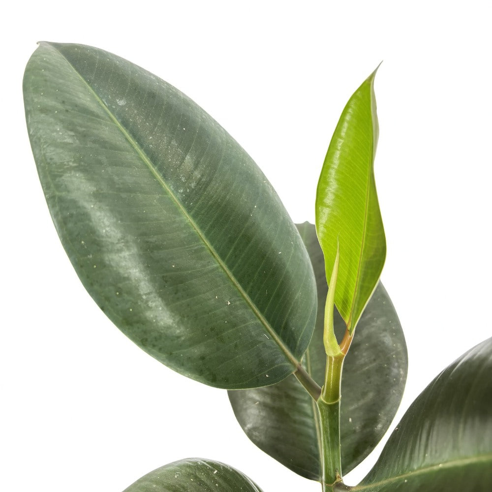 Arbore de Cauciuc (Ficus Robusta), 40 cm, planta de interior cu frunze mari ovale, lucioase, usor de intretinut, purificatoare de aer