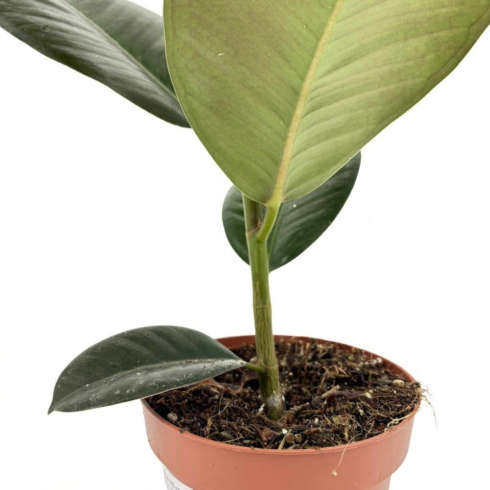 Arbore de Cauciuc (Ficus Robusta), 40 cm, planta de interior cu frunze mari ovale, lucioase, usor de intretinut, purificatoare de aer