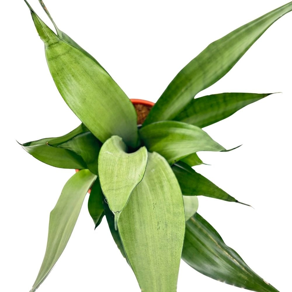 Sansevieria (Limba Soacrei) Moonshine, 70 cm, frunze argintii verzi deschise, planta de interior eleganta si purificatoare de aer