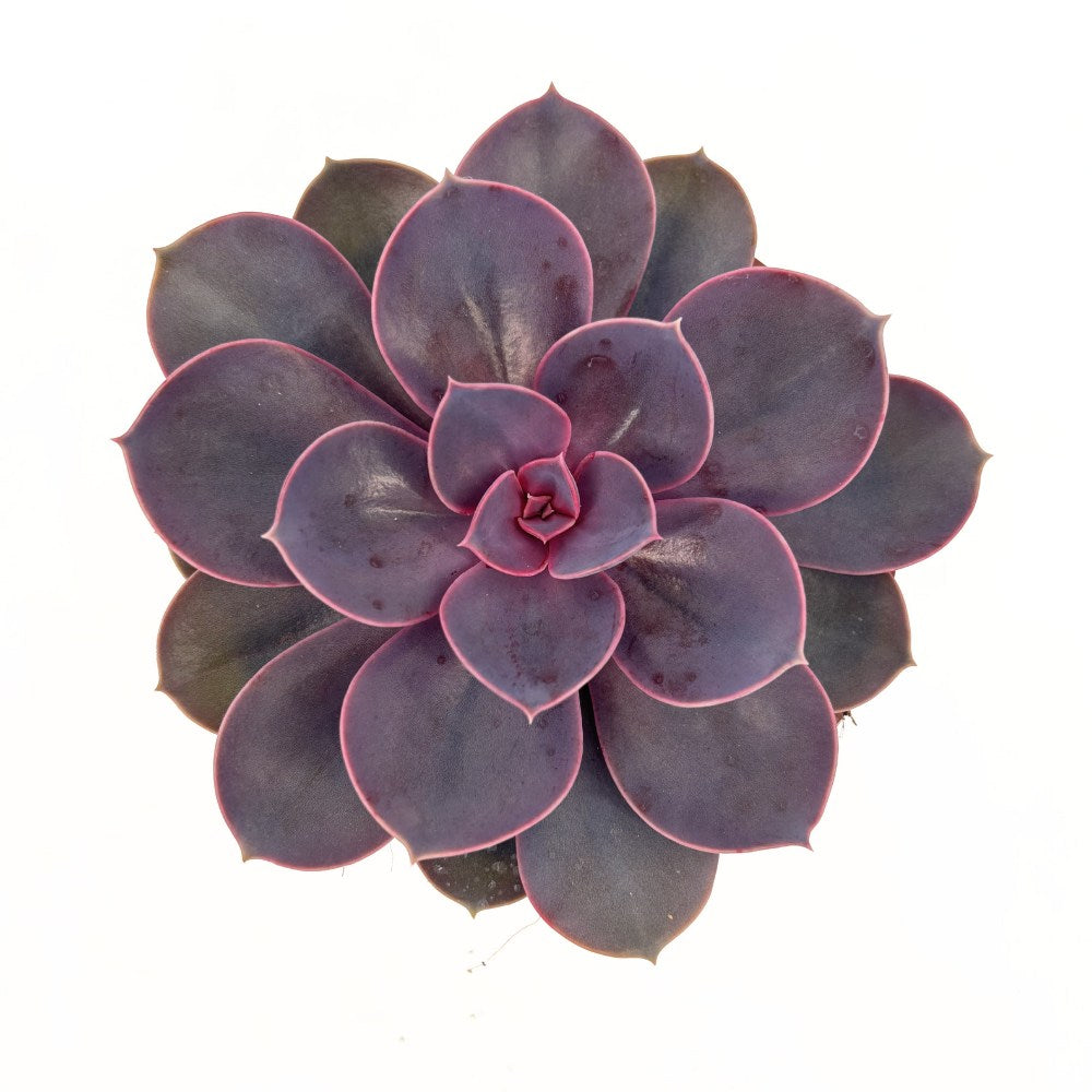 Suculenta Purple Pearl, 10-15 cm, suculenta roz-mov perlat decor interior