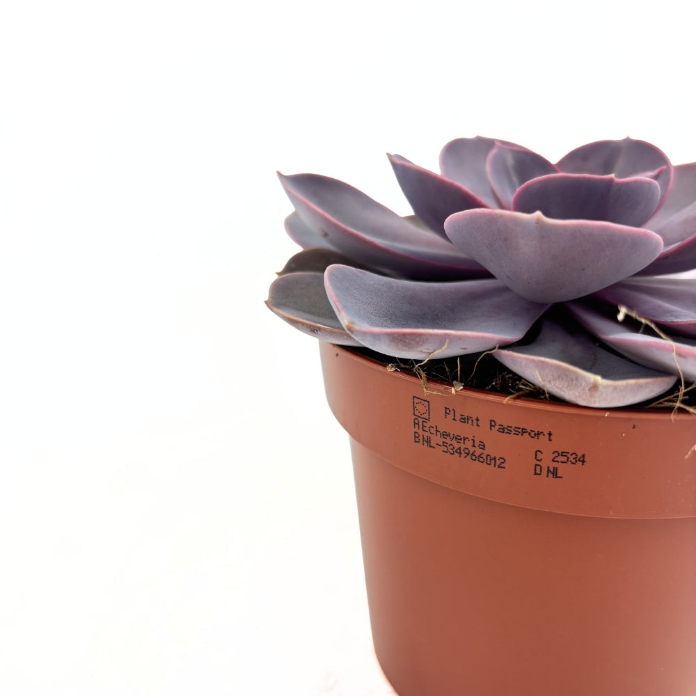 Suculenta Purple Pearl, 10-15 cm, suculenta roz-mov perlat decor interior