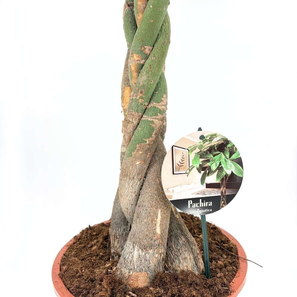 Arborele Banilor (Pachira Aquatica), cu tulpina Impletita, planta de interior norocoasa, purificatoare de aer - 150-160 cm