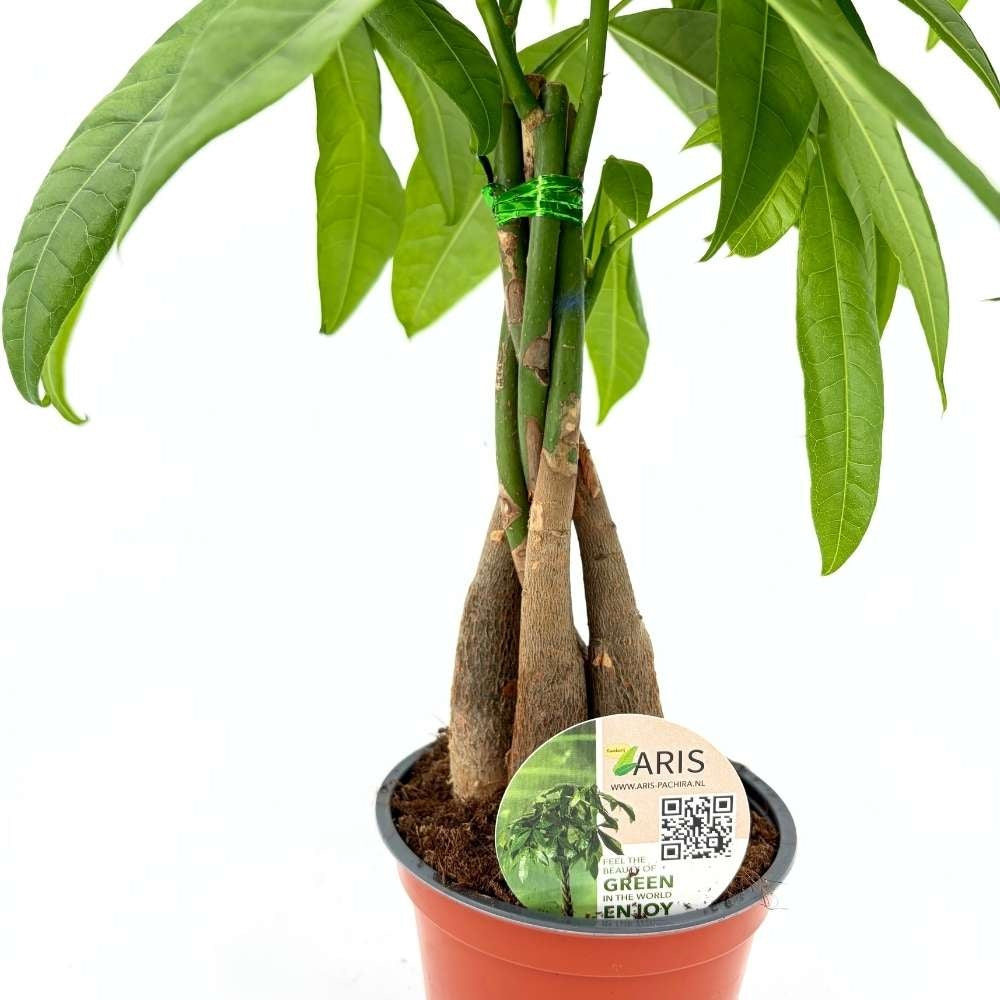 Arborele Banilor (Pachira Aquatica), cu tulpina Impletita, planta de interior norocoasa, purificatoare de aer - 45 cm