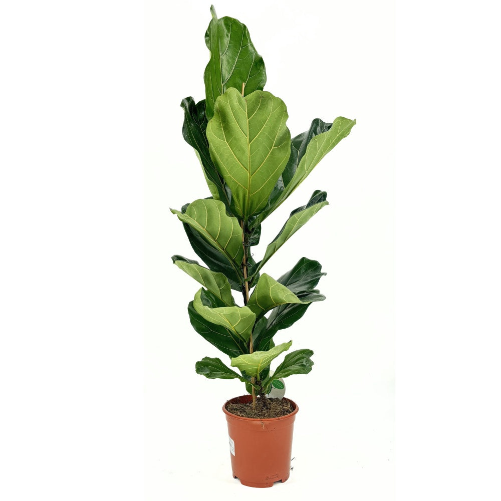 Ficus Lyrata, 140 cm, planta de apartament decorativa cu frunze de Vioara