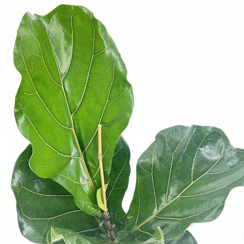 Ficus Lyrata, 140 cm, planta de apartament decorativa cu frunze de Vioara