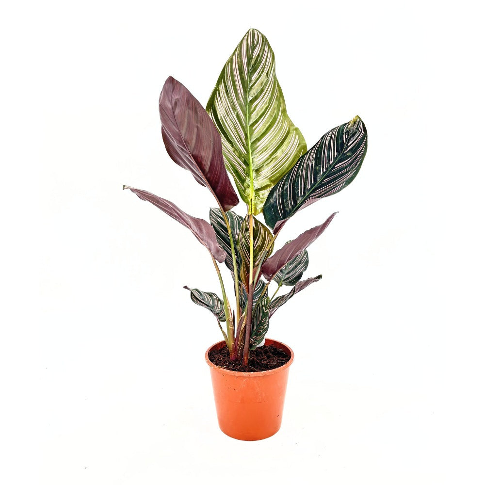 Planta Care Se Roaga (Calathea Ornata), 60 cm, planta de interior tropicala cu frunze verzi si dungi roz, dos mov