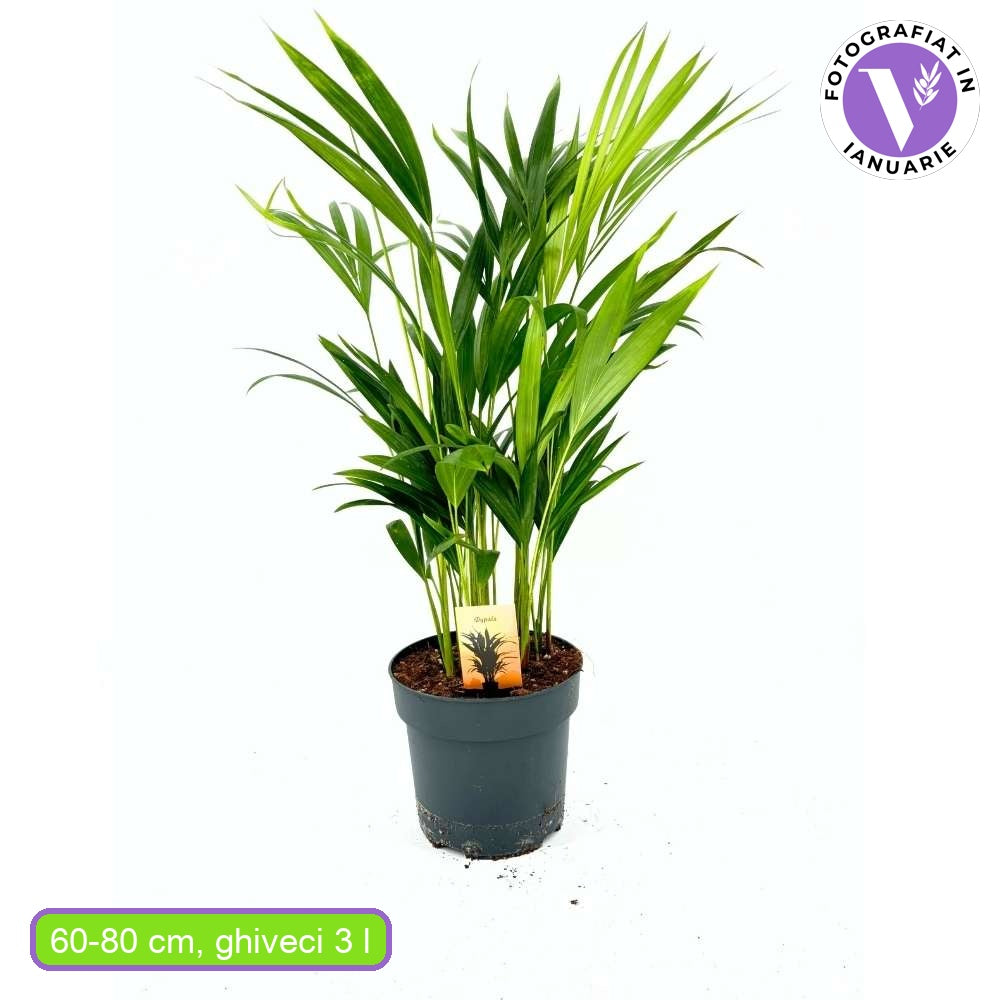 Palmier Areca Dypsis Lutescens, 60/80 cm, planta de apartament eleganta, purificare aer, usor de intretinut