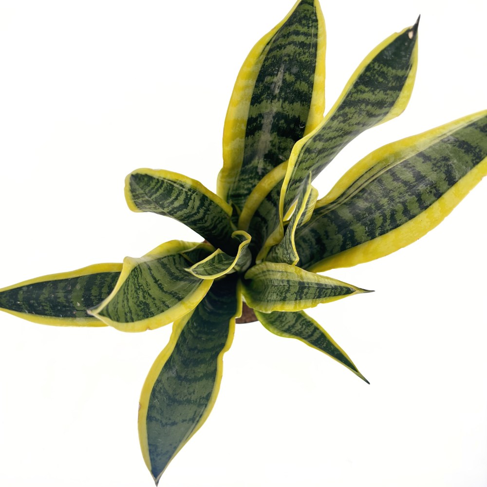 Sansevieria (Limba Soacrei) Laurentii, 55 cm, planta de interior purificatoare de aer, frunze verzi cu margini galbene elegante, ingrijire foatre usoara
