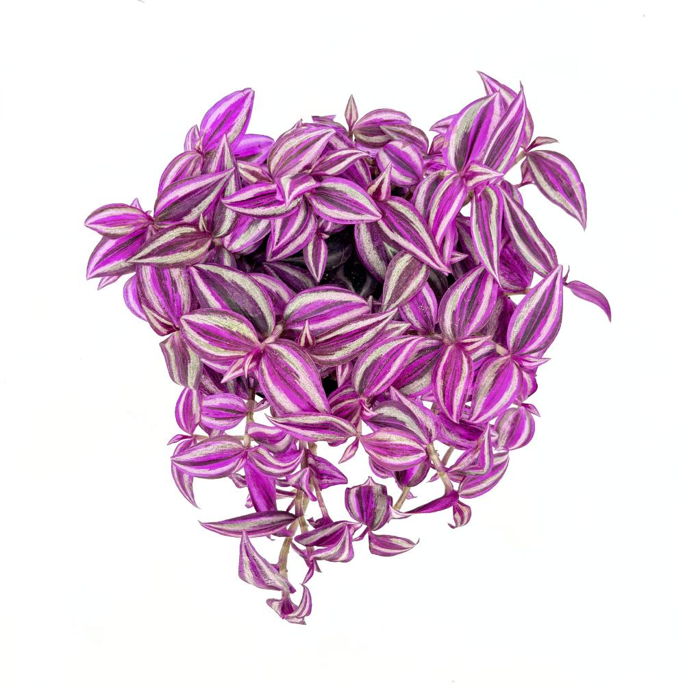 Tradescantia Zebrina Pink Paradise, 40 cm, planta de interior cu frunze roz verzi argintii, crestere rapida