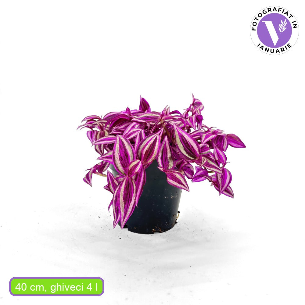 Tradescantia Zebrina Pink Paradise, 40 cm, planta de interior cu frunze roz verzi argintii, crestere rapida