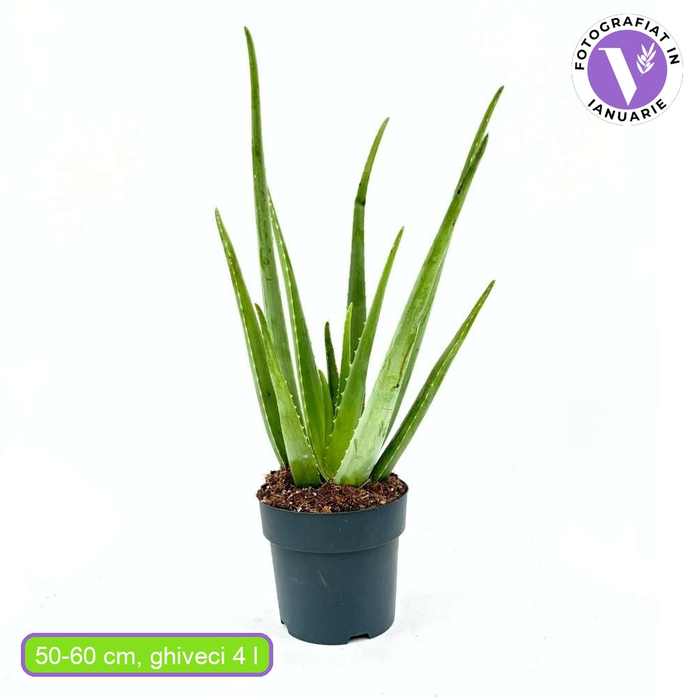 Aloe Vera Planta in Ghiveci, 15-25 cm, Gel Natural pentru Piele, Ingrijire si Vindecare