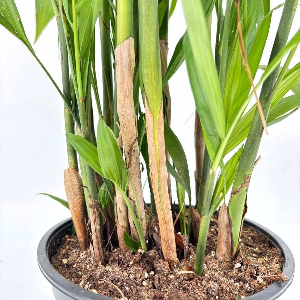 Palmier de Bambus (Chamaedorea seifrizii), 110 cm, planta de interior, aer curat, intretinere redusa