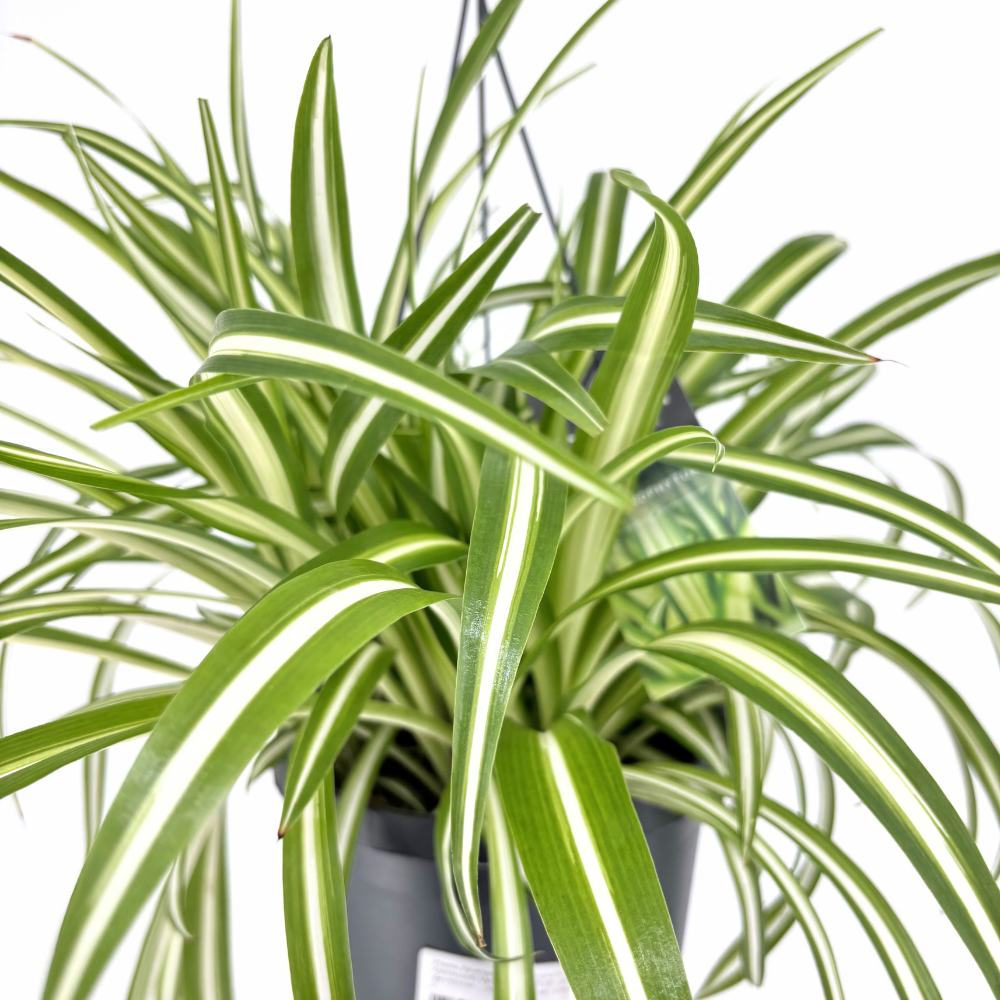 Planta Paianjen (Chlorophytum Comosum) Variegatum, 35 cm, planta de interior decorativa si purificatoare de aer