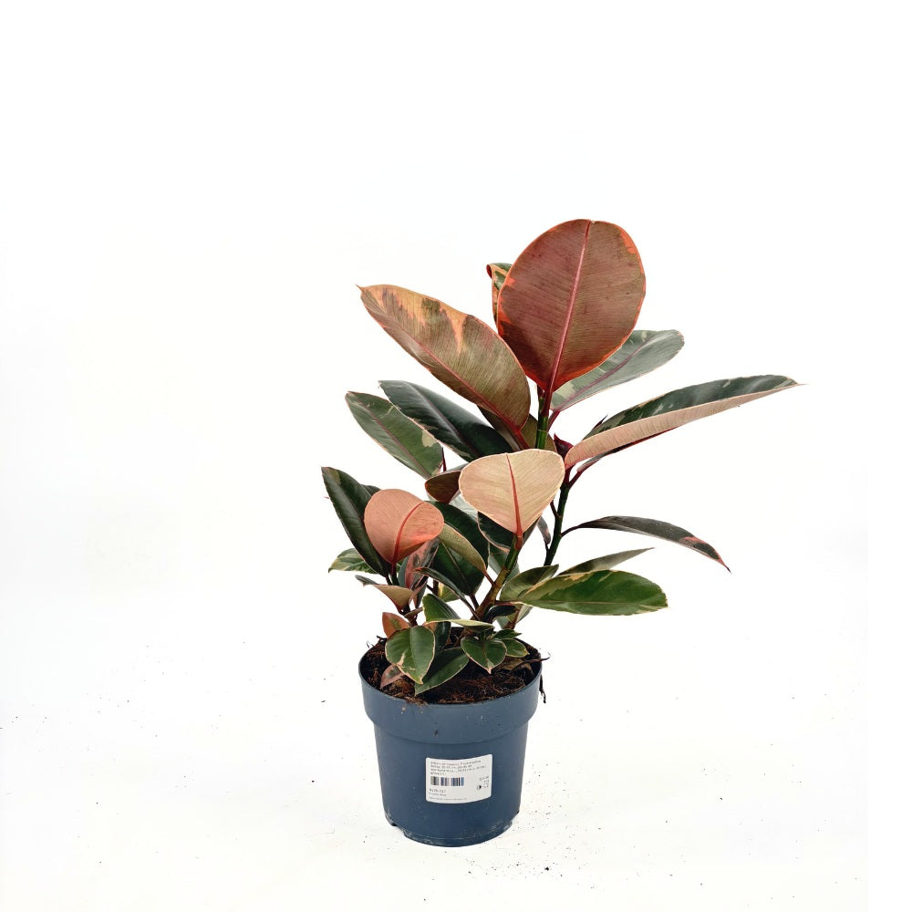 Arbore de Cauciuc, Ficus elastica Belize, 50-60 cm, planta de apartament cu frunze roz verzi si crem