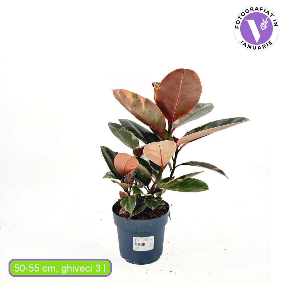 Arbore de Cauciuc, Ficus elastica Belize, 50-60 cm, planta de apartament cu frunze roz verzi si crem