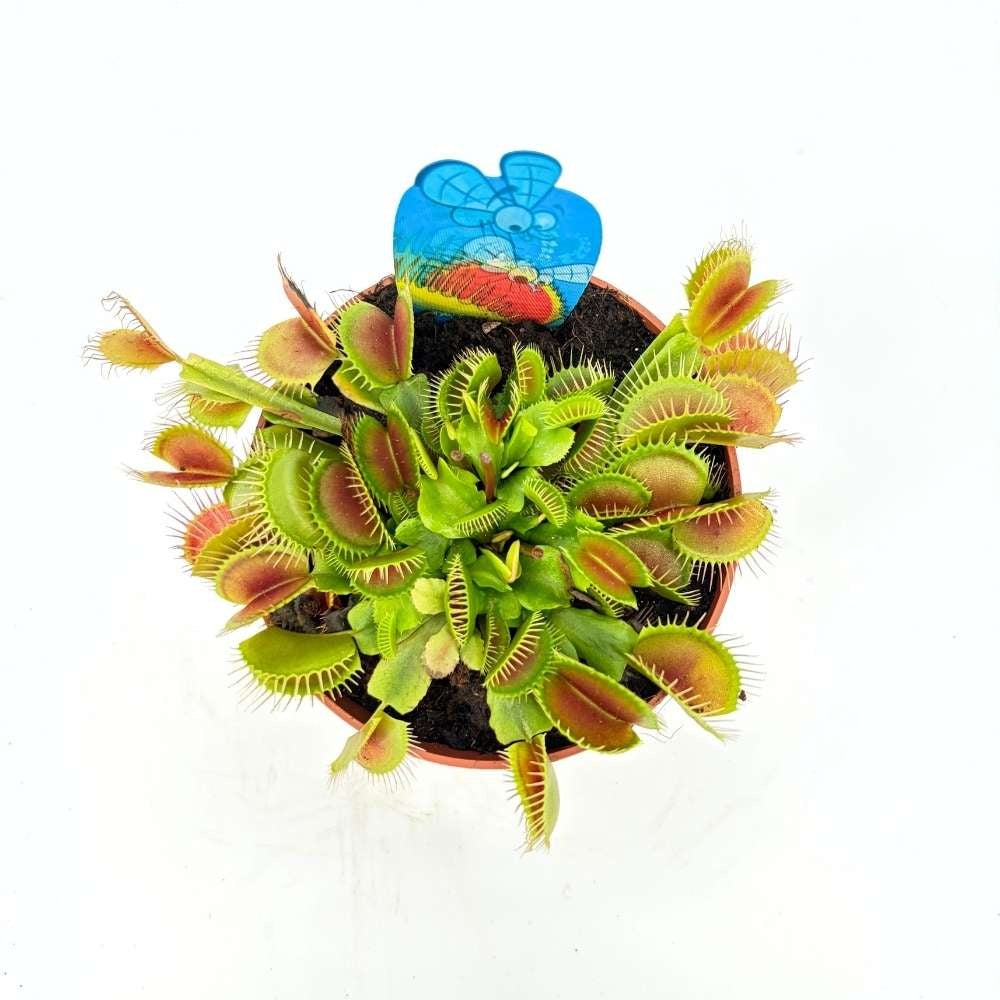 Planta carnivora Capcana lui Venus (Dionaea muscipula), planta de interior cu capcane active pentru insecte - 10 cm