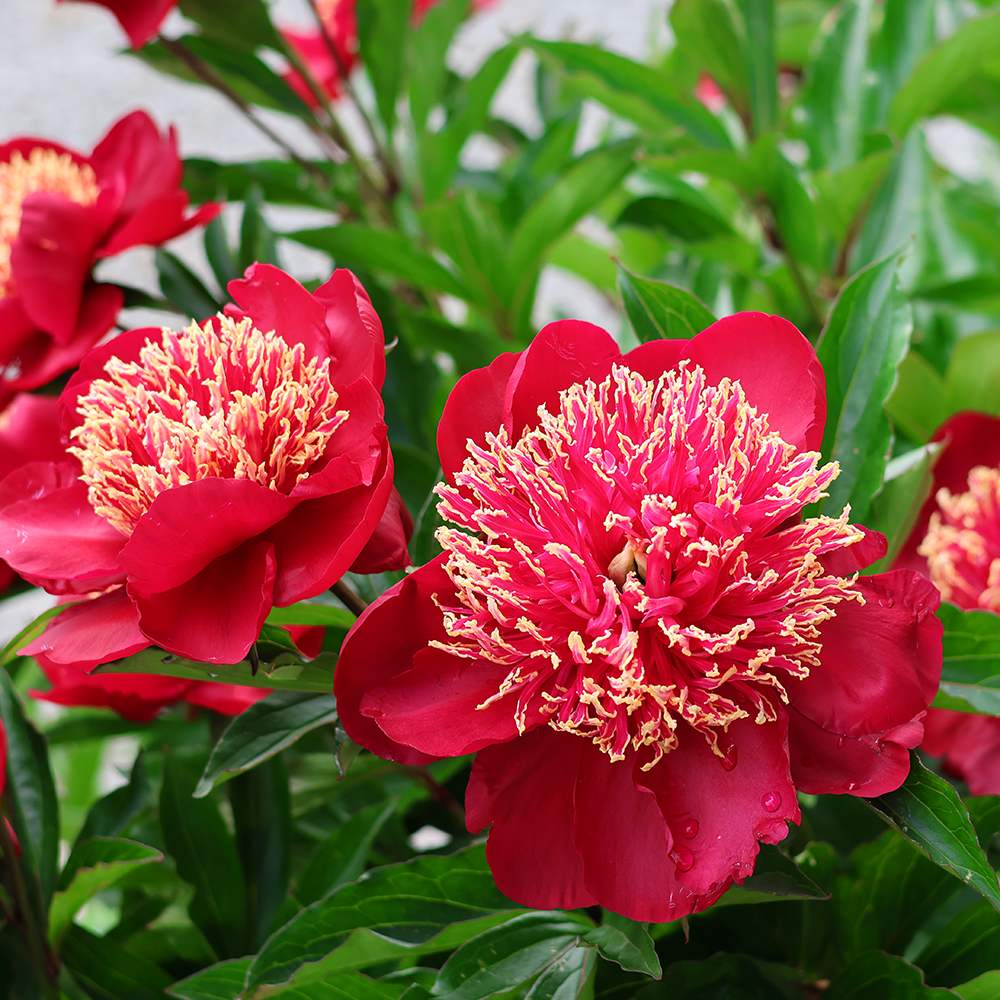 Bujor arbustiv nobil Nippon Beauty, flori rosu spectaculoase, planta perena rezistenta la ger