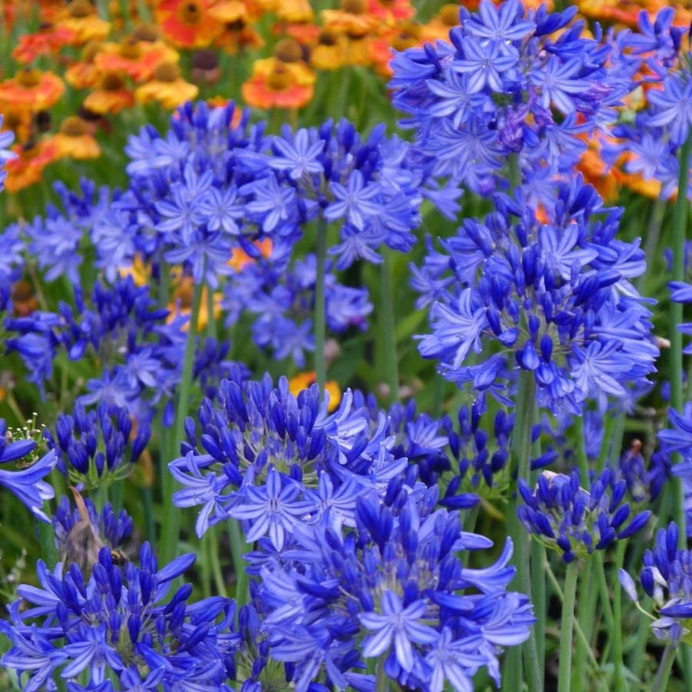 Crin African Agapanthus Northern Star, flori albastre in globuri, planta exotica rezistenta