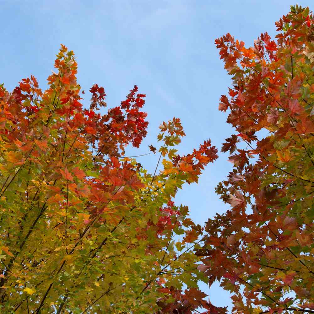 Artar Rosu Freemanii Celebration, artar ornamental rosu in toamna, frunzis elegant palmat-lobat, crestere rapida, perfect pentru oras