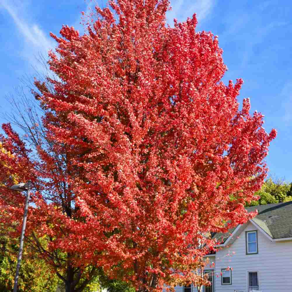 Artar Rosu Freemanii Celebration, artar ornamental rosu in toamna, frunzis elegant palmat-lobat, crestere rapida, perfect pentru oras
