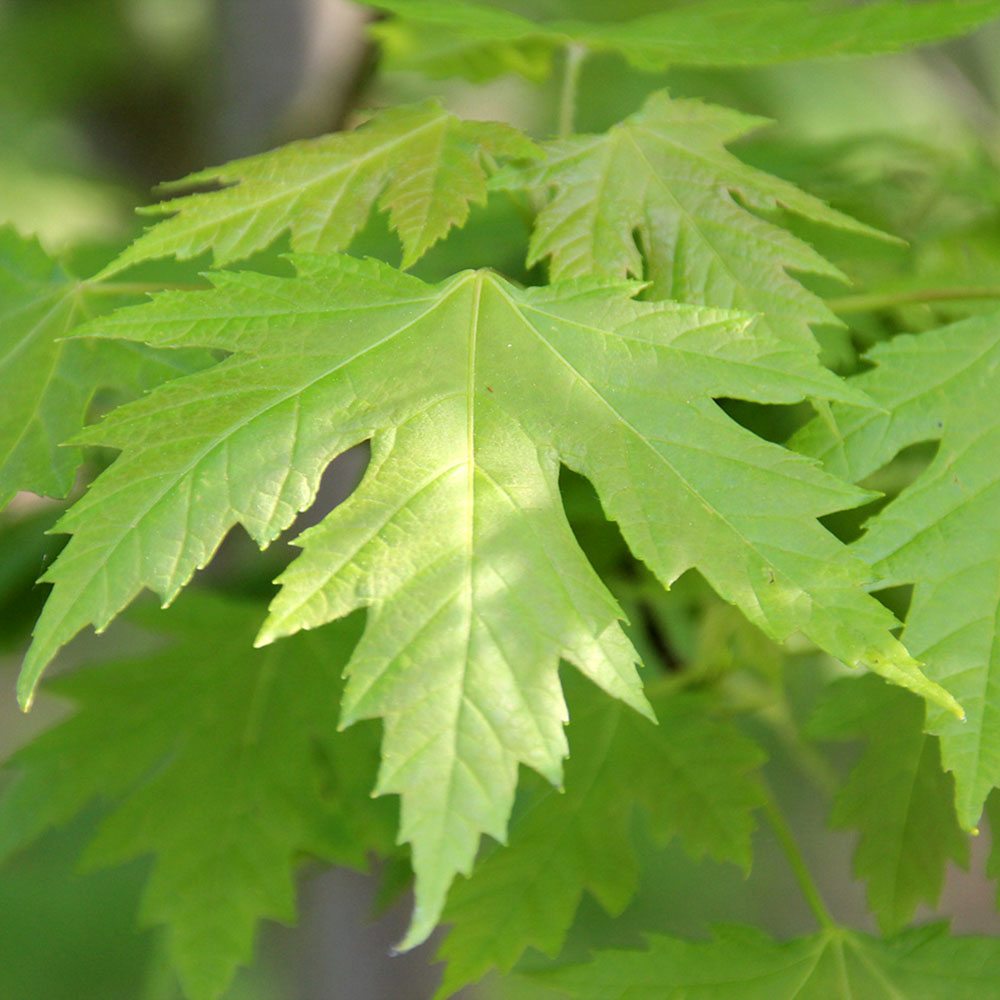 Artar Rosu Freemanii Celebration, artar ornamental rosu in toamna, frunzis elegant palmat-lobat, crestere rapida, perfect pentru oras