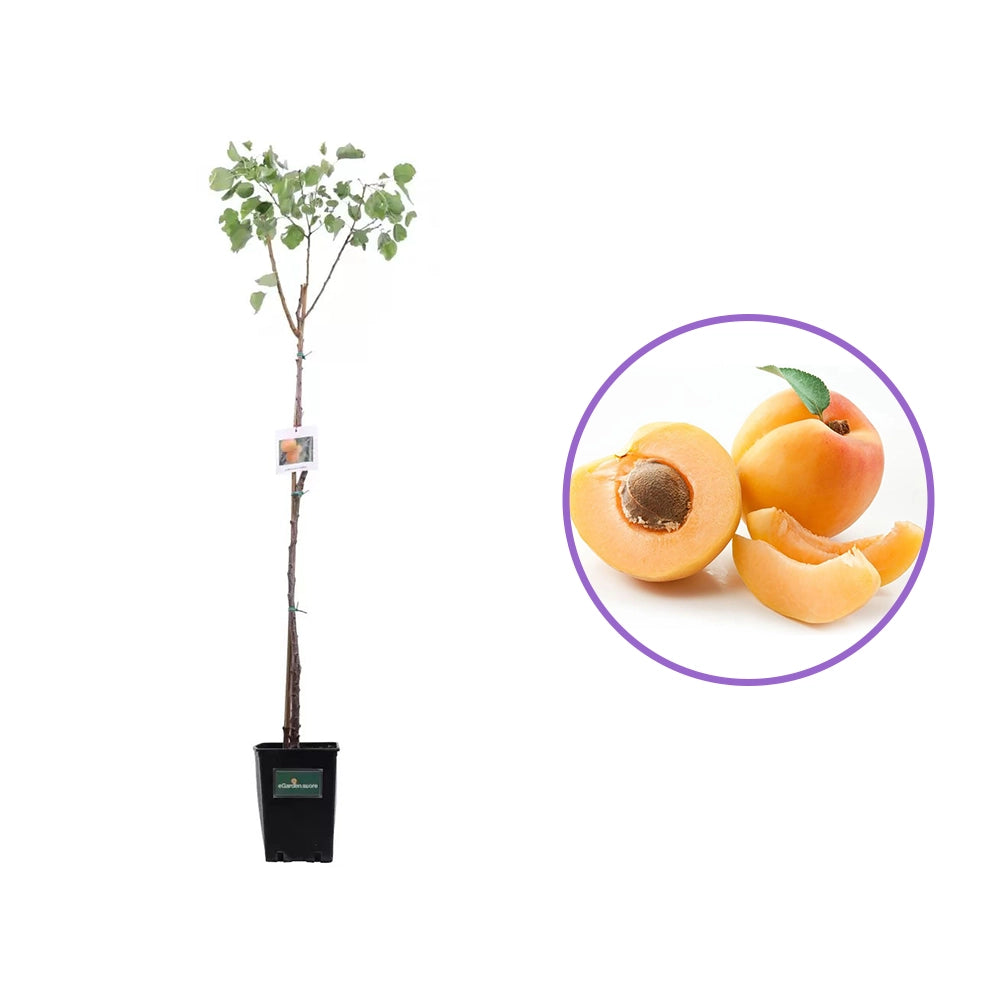 Cais (Prunus armeniaca) Antonio Errani, cu fructe dulci galbene-aurii, an 2 pe rod