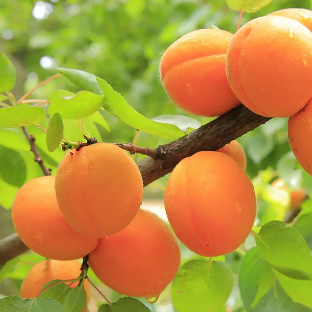 Cais (Prunus armeniaca) Antonio Errani, cu fructe dulci galbene-aurii, an 2 pe rod