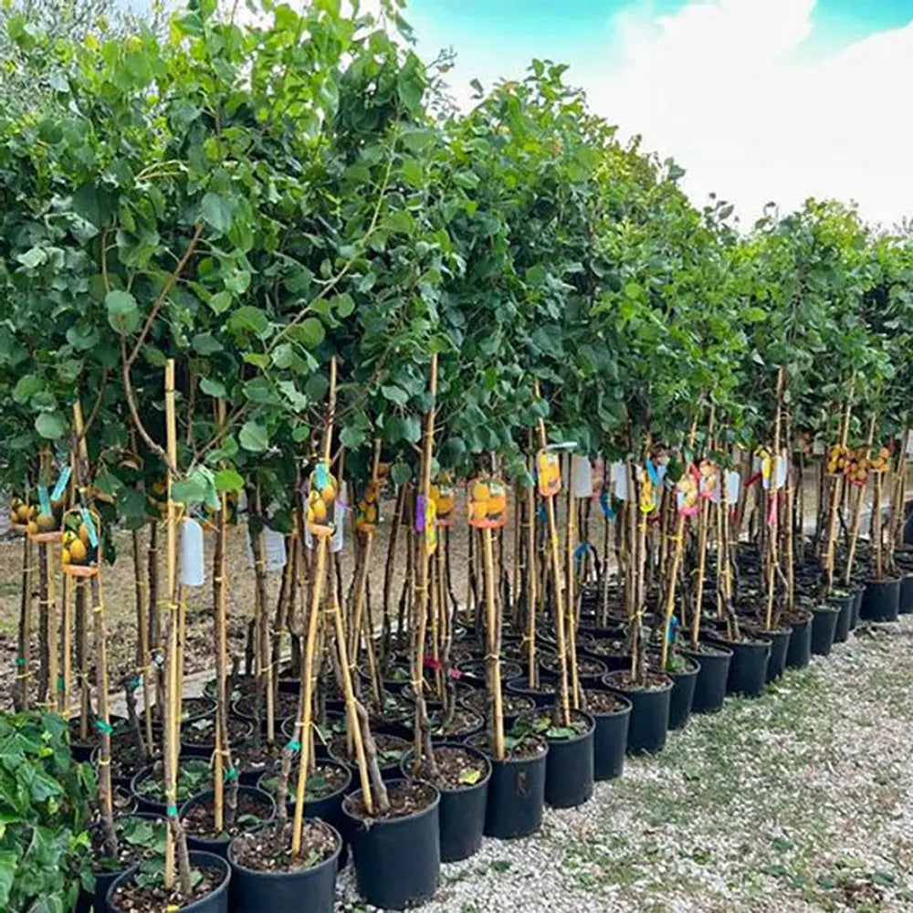 Cais (Prunus armeniaca) Antonio Errani, cu fructe dulci galbene-aurii, an 2 pe rod