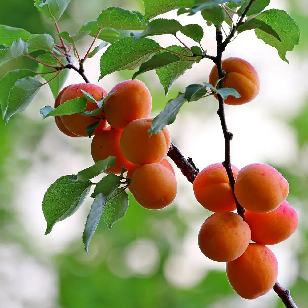 Cais (Prunus armeniaca) Antonio Errani, cu fructe dulci galbene-aurii, an 2 pe rod