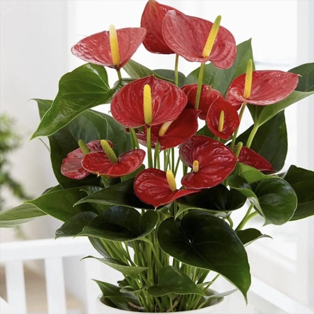 Floarea Flamingo Anthurium Idaho, 65 cm, planta de interior cu flori roșii decorative lucioase in forma de inima
