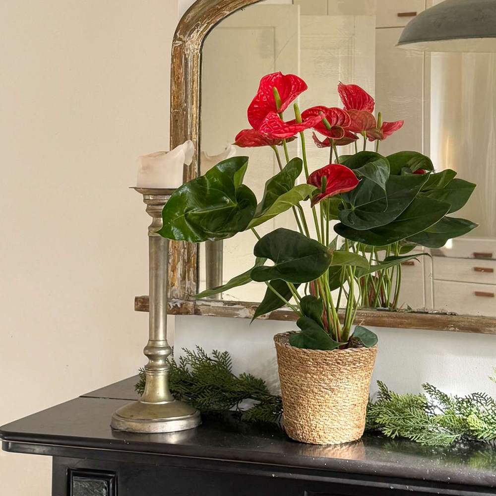 Floarea Flamingo Anthurium Idaho, 65 cm, planta de interior cu flori roșii decorative lucioase in forma de inima