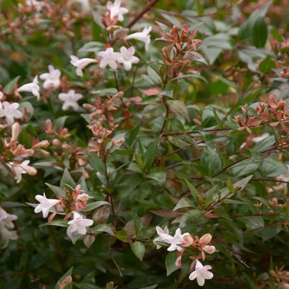 Arbust decorativ Abelia Grandiflora, flori parfumate albe-roz, frunzis persistent, rezistent la ger