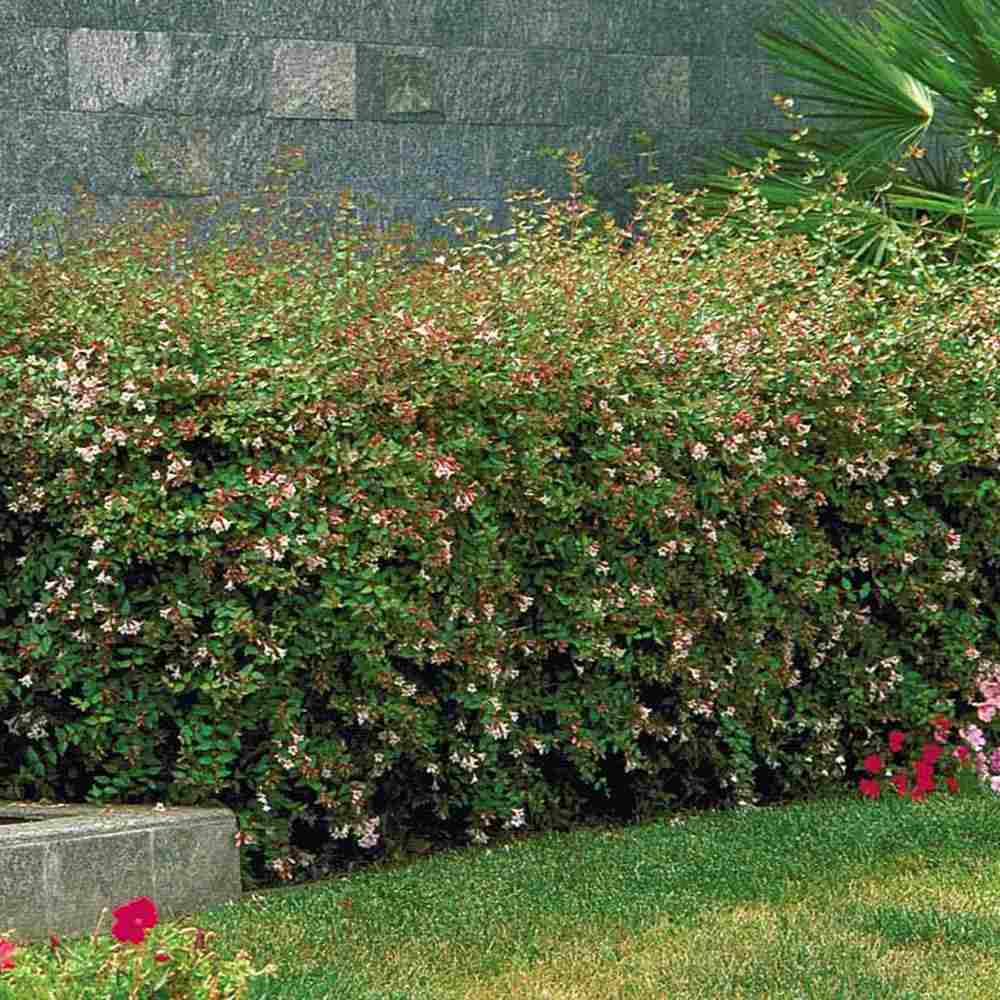 Arbust decorativ Abelia Grandiflora, flori parfumate albe-roz, frunzis persistent, rezistent la ger