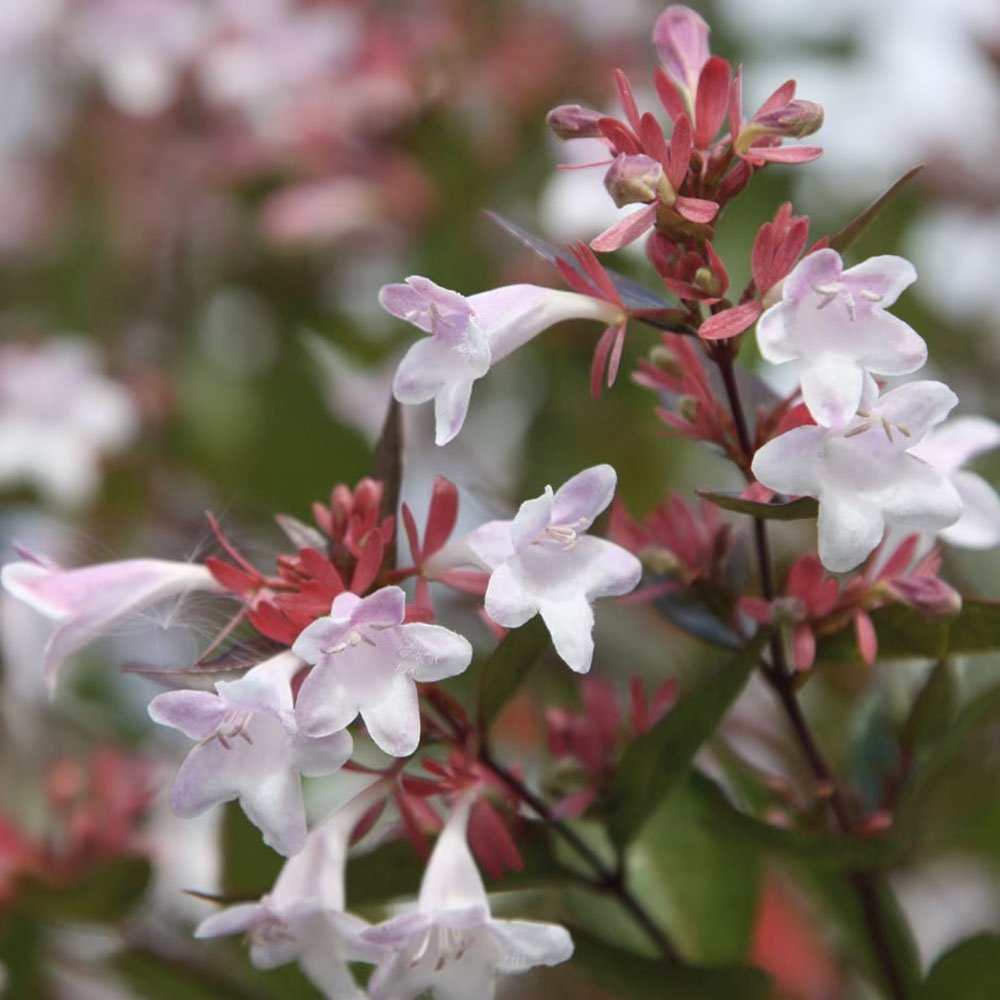 Arbust decorativ Abelia Grandiflora, flori parfumate albe-roz, frunzis persistent, rezistent la ger