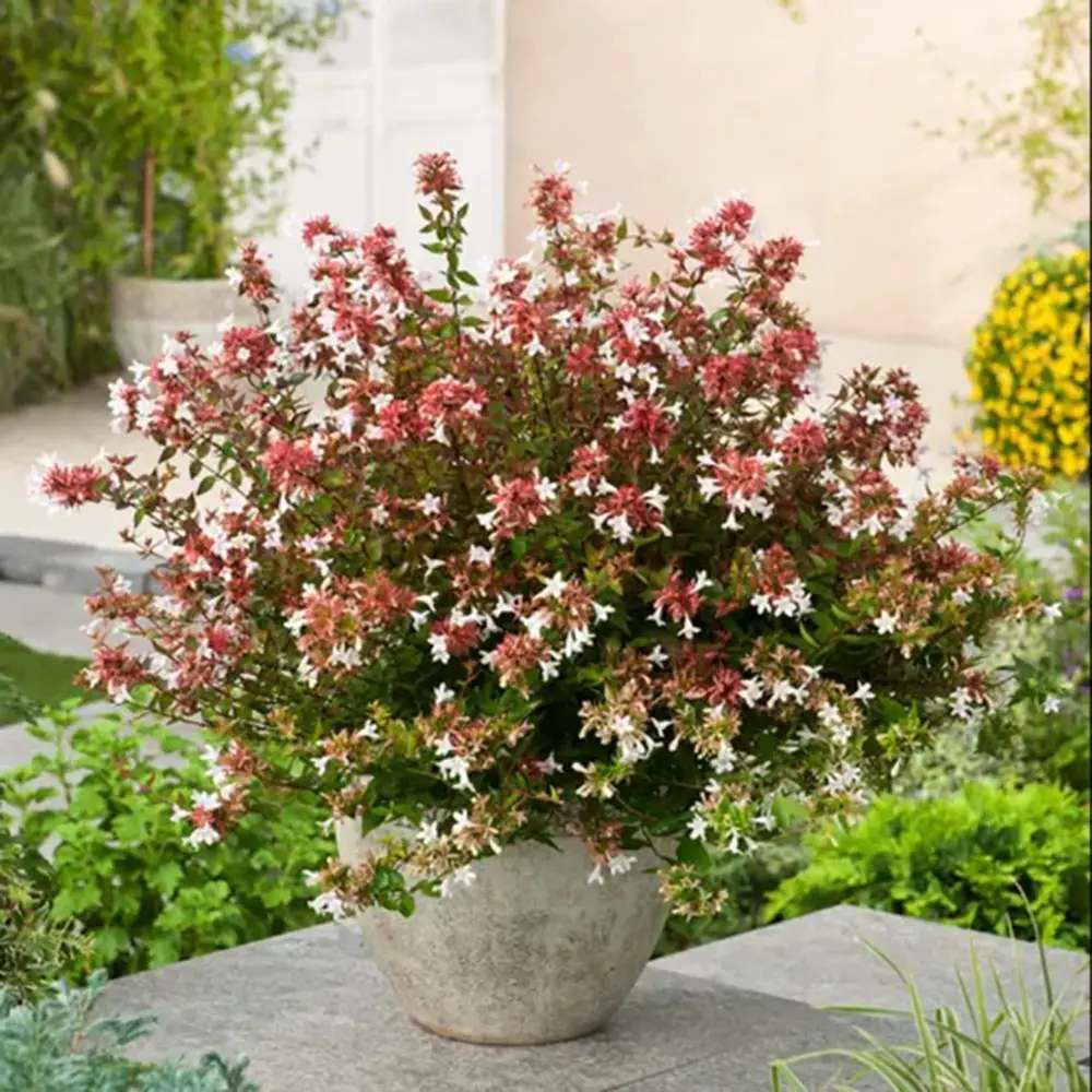 Arbust decorativ Abelia Grandiflora, flori parfumate albe-roz, frunzis persistent, rezistent la ger