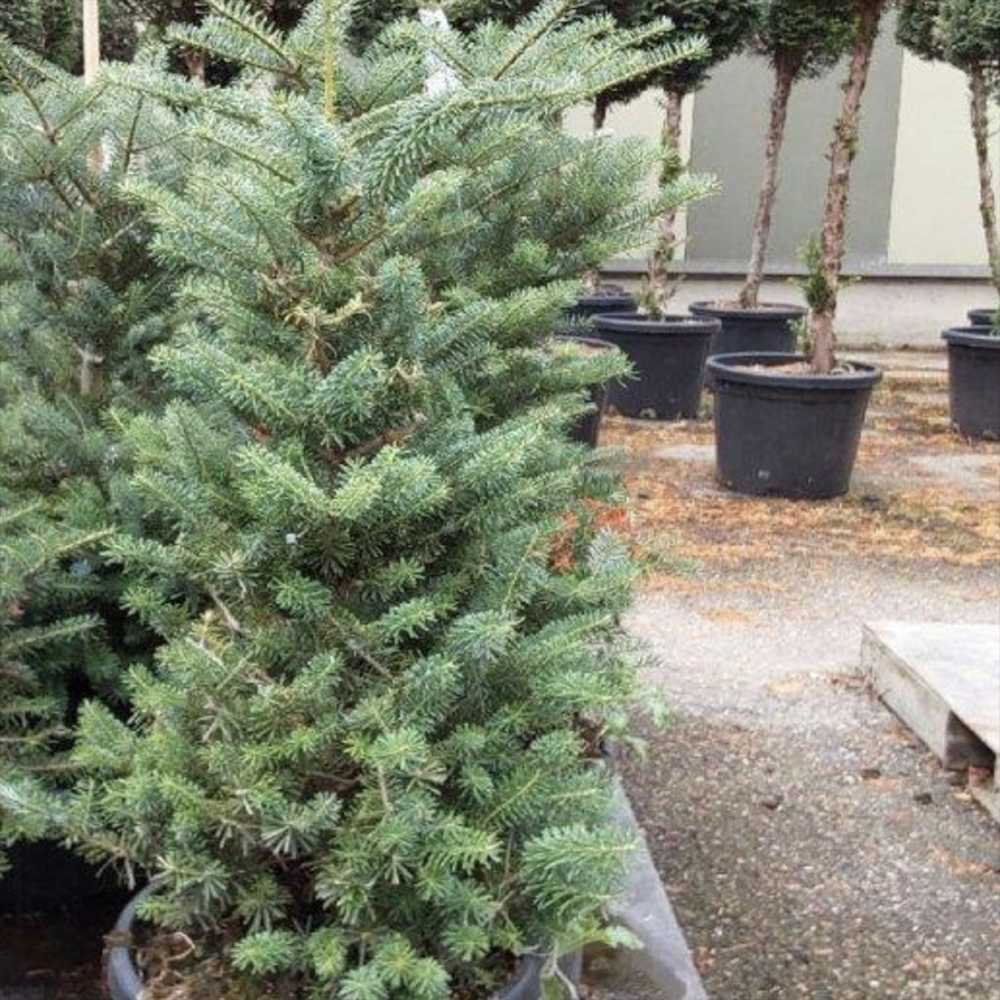 Brad Corean (Abies Koreana), cu conuri purpurii albastre, brad perfect de craciun