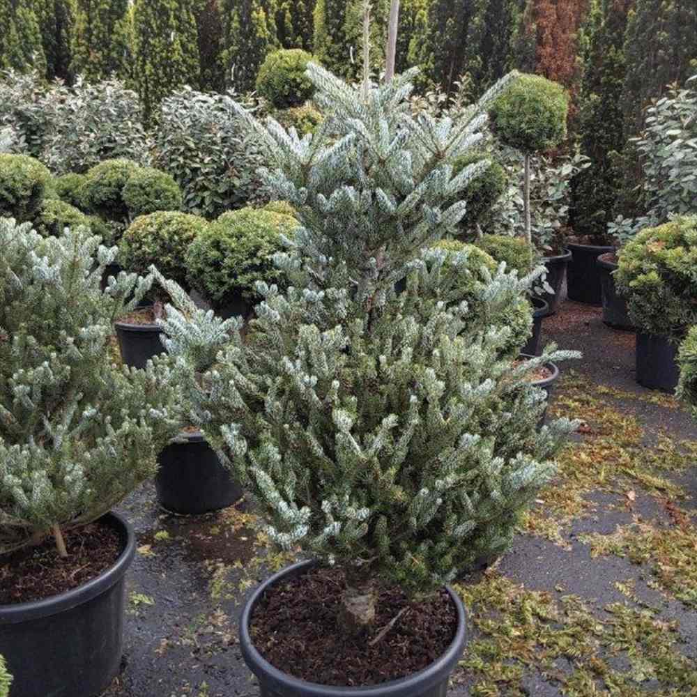 Brad Corean argintiu (Abies) Silberlocke, brad ornamental, conuri decoratove violet, ace rasucite argintii