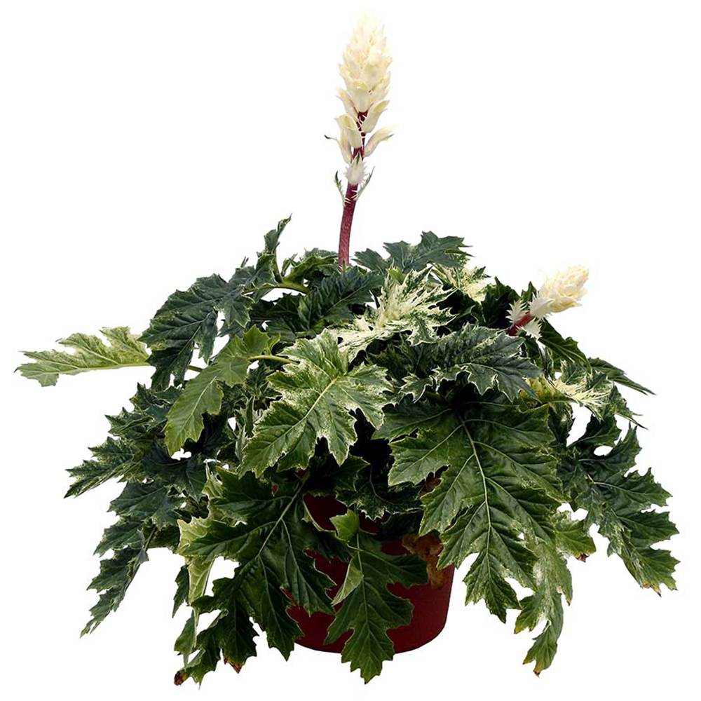 Acanthus Whitewater, planta perena variegata cu frunze decorative si flori elegante albe-roz