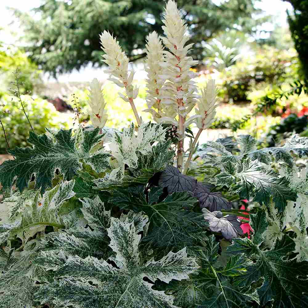 Acanthus Whitewater, planta perena variegata cu frunze decorative si flori elegante albe-roz