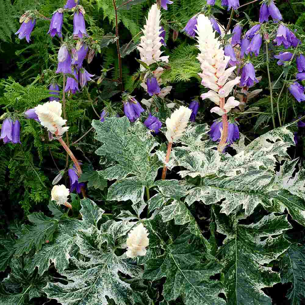 Acanthus Whitewater, planta perena variegata cu frunze decorative si flori elegante albe-roz