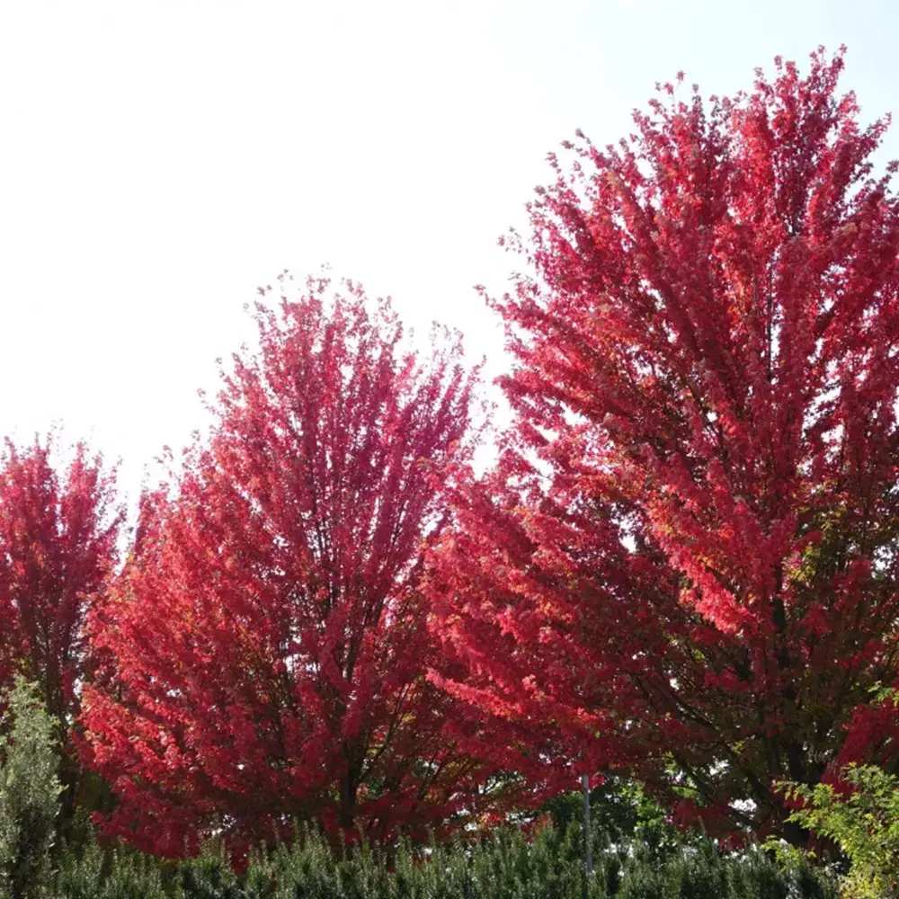 Artar Rosu Freemanii Autumn Blaze, artar ornamental rosu intens in toamna, frunzis elegant palmat-lobat, crestere rapida, perfect pentru oras
